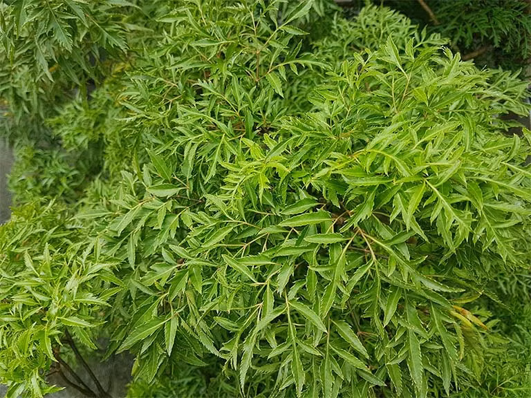 Tên khoa học của cây đinh lăng là Polyscias Fruticosa, thuộc họ ngũ gia bì (Araliaceae). Đây là một loài cây thân nhỏ, nhẵn, không có gai, cao từ 0,8 - 1,5m.