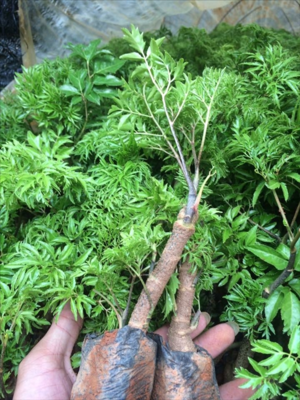 Cây đinh lăng được trồng rộng rãi ở nước ta và được biết đến với nhiều công dụng.