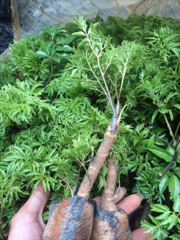 Cây đinh lăng được trồng rộng rãi ở nước ta và được biết đến với nhiều công dụng.