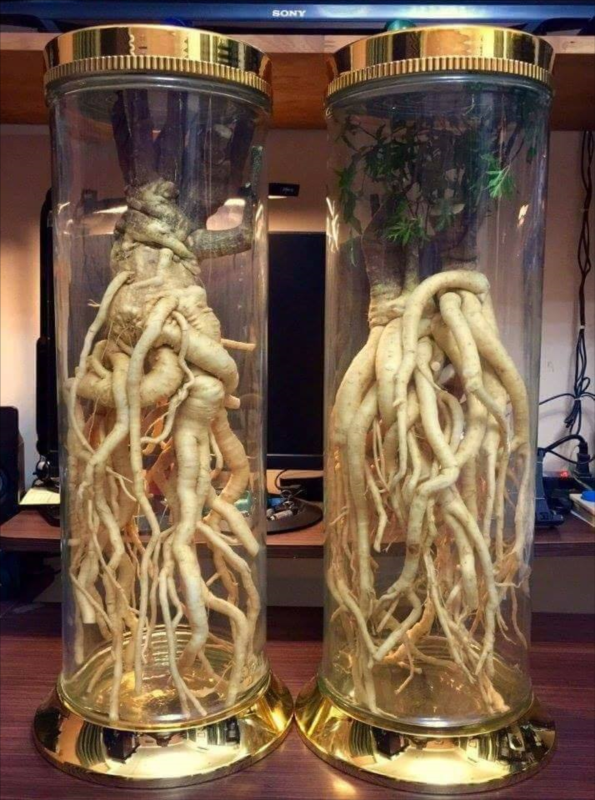 Đinh lăng được mô tả như "cây sâm của người nghèo" do dễ tìm và có nhiều giá trị y học. Chính vì những lợi ích quý giá này, cây đinh lăng thường được trồng trong nhà, làm cảnh và mang lại nhiều lợi ích sức khỏe.