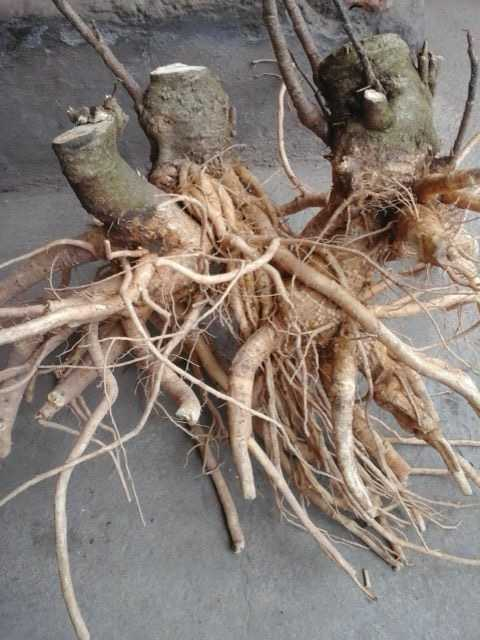 Đặc biệt, đinh lăng là cây ưa sáng, được đặt ở nơi có đủ ánh sáng, cây sẽ phát triển khỏe mạnh.