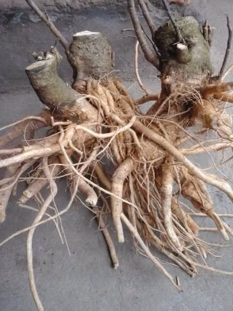 Đặc biệt, đinh lăng là cây ưa sáng, được đặt ở nơi có đủ ánh sáng, cây sẽ phát triển khỏe mạnh.