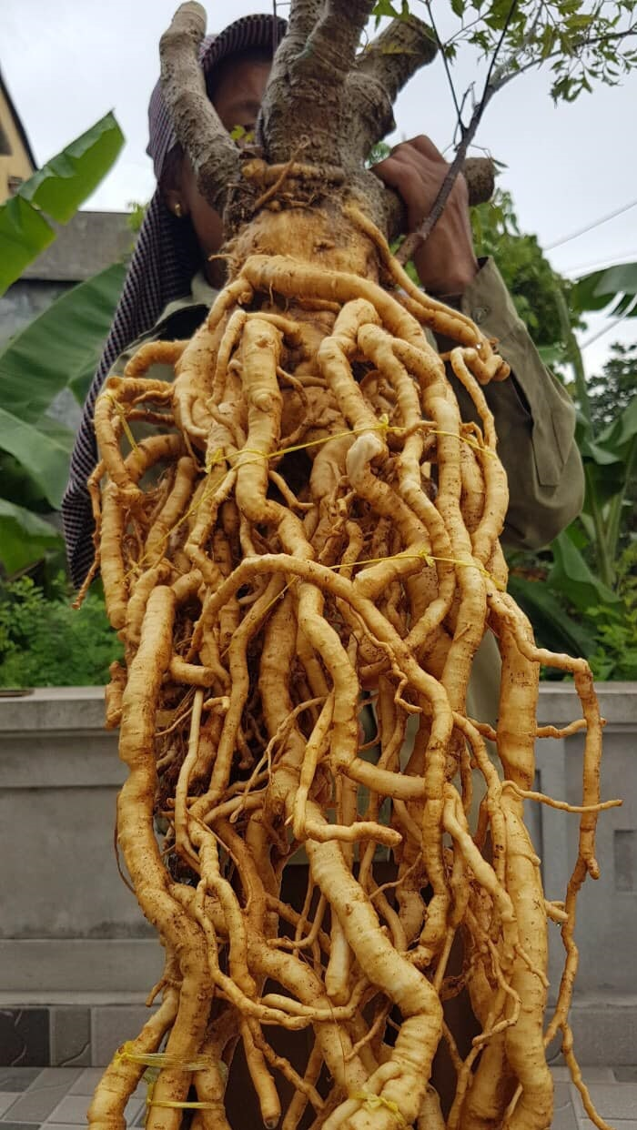 Đinh lăng có vị ngọt, hơi đắng, tính mát, được sử dụng trong nhiều bài thuốc y học cổ truyền.