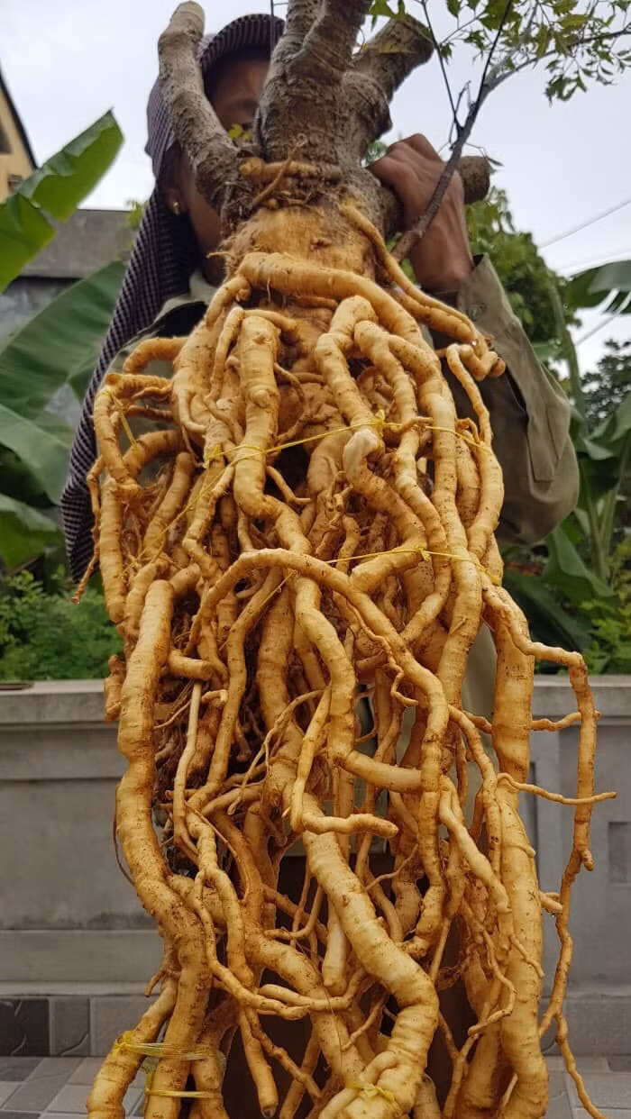 Đinh lăng có vị ngọt, hơi đắng, tính mát, được sử dụng trong nhiều bài thuốc y học cổ truyền.