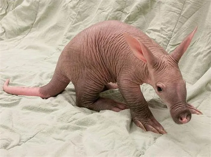 Hiện động vật này đang phải đối mặt với nguy cơ giảm số lượng, vì vậy việc nghiên cứu và bảo vệ chúng trở nên thú vị và quan trọng hơn.