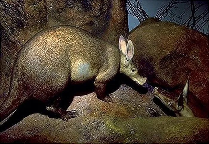 Chúng chuyên săn mồi. Đặc điểm thú vị của loài vật này là chúng sử dụng móng vuốt để đào ụ mối và chiếc lưỡi dài trời phú để ăn mối.