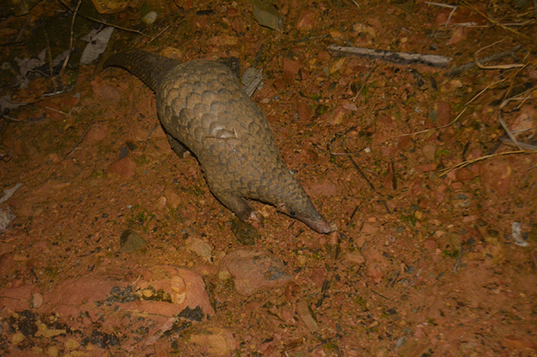 Thức ăn chủ yếu của tê tê Java là mối, kiến, côn trùng nhỏ ở mặt đất, đôi khi có cả cỏ, lá cây mục. Động dục, ghép đôi vào tháng 10, đẻ con vào tháng 3 ở trong hang. Mỗi lứa 1 – 2 con (rất ít trường hợp đẻ 3 con). Con non thường có lớp vẩy màu trắng đục.