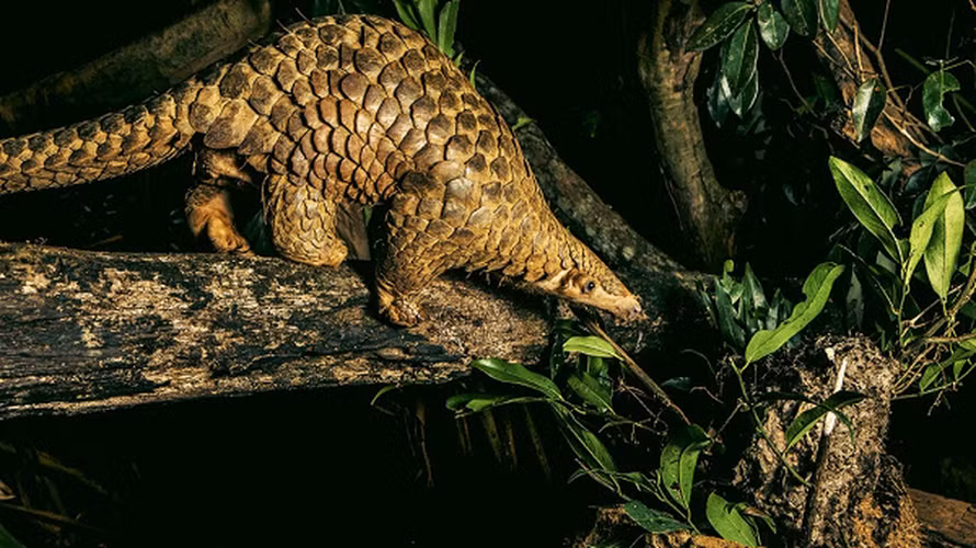 Tê tê Java có thân cỡ trung bình. Dài 0,4 – 0,65m, trọng lượng 6 – 8kg. Không có răng, lưỡi dài nhiều chất dính. Toàn thân, từ đầu đến cuối đuôi phủ lớp vẩy sừng. Các vẩy sừng xếp chồng lên nhau như mái ngói. Bụng không có vẩy sừng, da dày có lớp lông cứng.