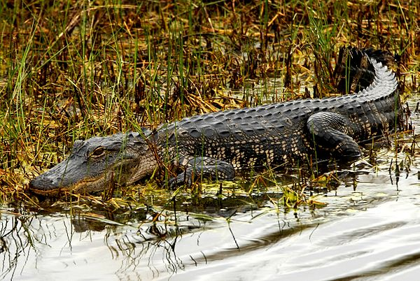 Cá sấu thuộc họ Crocodylidae và sống chủ yếu ở khu vực nhiệt đới trên toàn cầu, là một trong những loài bò sát lớn nhất và nguy hiểm nhất.