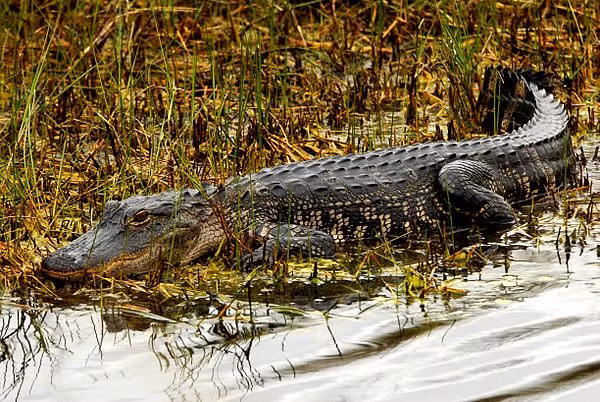 Cá sấu thuộc họ Crocodylidae và sống chủ yếu ở khu vực nhiệt đới trên toàn cầu, là một trong những loài bò sát lớn nhất và nguy hiểm nhất.