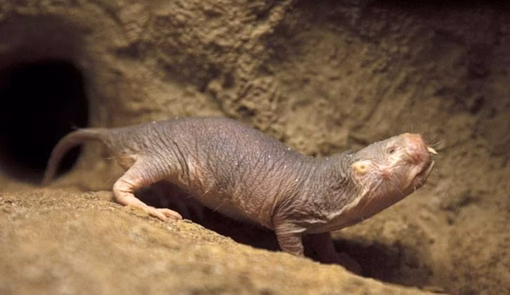 Tốc độ trao đổi chất thấp và sự sản xuất chất độc đáo giúp chúng tránh được nhiều bệnh nguy hiểm.