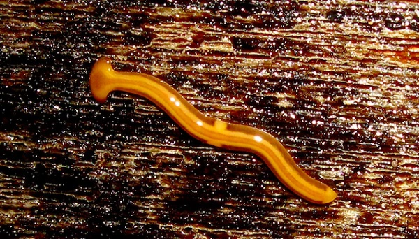 2. Sâu Planarian - Mất đầu mọc đầu mới: Được ví như động vật thành tinh trong thiên nhiên, sâu Planarian có khả năng tái sinh phần đầu bị đứt và giữ nguyên trí nhớ trong bộ não mới.