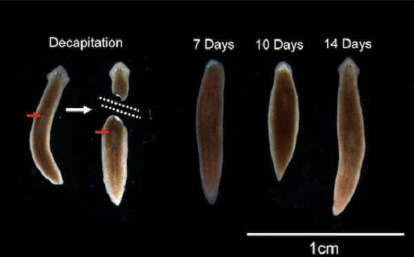 Sự linh hoạt trong việc sinh sôi tế bào gốc giúp chúng phát triển thành con sâu hoàn chỉnh khi bị đứt.