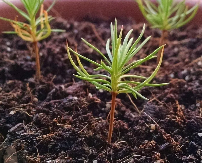 Loài cây này nằm trong danh sách đỏ của động thực vật đang đối mặt với nguy cơ tuyệt chủng, nhưng quần thể Bristlecone vẫn giữ vững và không giảm số lượng.