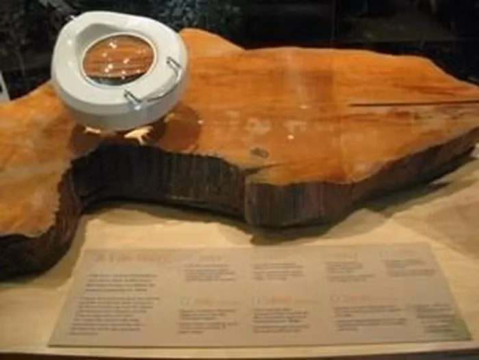 Gỗ của chúng chứa nhiều nhựa, giúp chống lại sự tấn công của côn trùng và nấm, là một đặc điểm quan trọng giúp chúng trường tồn.