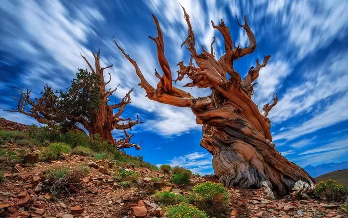 Khả năng sống của Cây Thông Bristlecone vô cùng ấn tượng, kéo dài khoảng 5.000 năm, làm cho loài cây này trở thành những nhân chứng thực sự của thời gian.