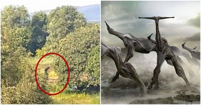 Hộp sọ dài và nhọn của sinh vật, cùng với cấu trúc mắt, cho thấy nó có khả năng bay nhẹ trên không và sải cánh lớn của nó làm cho nó có khả năng bay. Tuy nhiên, cổ dài của sinh vật có thể giúp nó thích nghi với cuộc sống trong không trung.