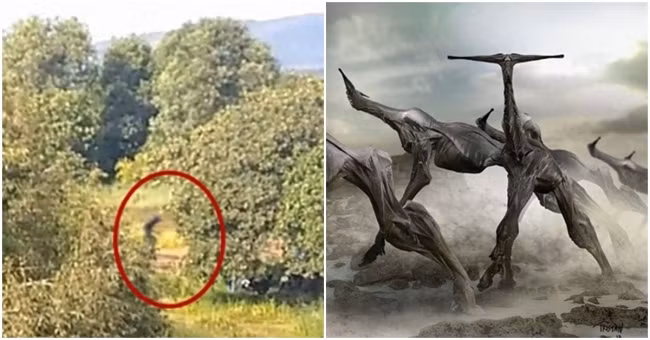 Hộp sọ dài và nhọn của sinh vật, cùng với cấu trúc mắt, cho thấy nó có khả năng bay nhẹ trên không và sải cánh lớn của nó làm cho nó có khả năng bay. Tuy nhiên, cổ dài của sinh vật có thể giúp nó thích nghi với cuộc sống trong không trung.