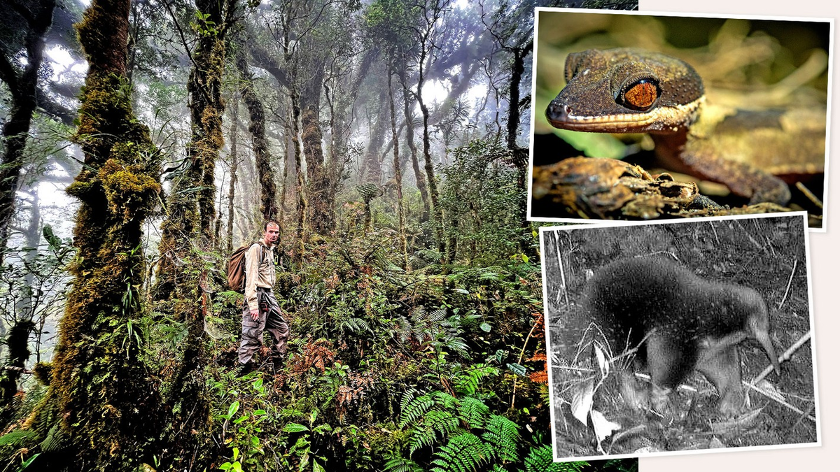 Loài này chỉ được ghi nhận một lần trước đây vào năm 1961 và là một biểu tượng văn hóa ở Yongsu Sapari, New Guinea, nơi truyền thống giải quyết xung đột bằng cách tìm kiếm động vật có vú ở rừng và cá marlin ở biển.