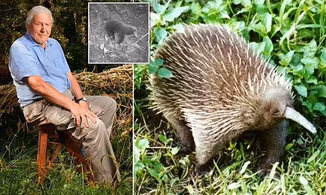 Thú lông nhím mỏ dài Attenborough, hay còn có tên gọi thú lông nhím mỏ dài Sir David, được đặt theo tên của nhà tự nhiên học nổi tiếng người Anh David Attenborough.