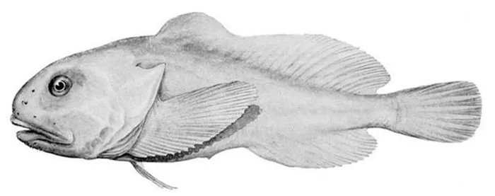 Tuy nhiên, ngoại hình xấu xí này chỉ xuất hiện khi chúng bị đưa ra khỏi môi trường sống quen thuộc ở độ sâu biển cực lớn, khi áp suất đột ngột thay đổi. Trong môi trường tự nhiên của chúng, chúng hoàn toàn bình thường.