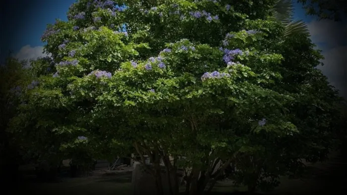 Màu sắc của gỗ Lignum Vitae có thể thay đổi từ màu ô liu đến màu nâu xanh đậm, đôi khi có màu đỏ. Màu sắc này có thể tối dần theo thời gian và khi tiếp xúc với ánh sáng.