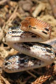 Với những đặc tính này, rắn hổ ngựa (rắn sọc dưa) được đánh giá là rất hữu ích cho môi trường và nhà nông.