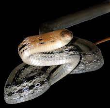 Một đặc điểm thú vị của rắn hổ ngựa là khả năng "đóng kịch" giả chết khi gặp đối thủ mạnh mẽ. Chúng sẽ nằm ngửa bất động như đã chết, nhằm tránh sự chú ý của kẻ săn mồi. Sau khi cảm thấy mối đe dọa đã trôi qua, chúng sẽ nhanh chóng bỏ chạy.