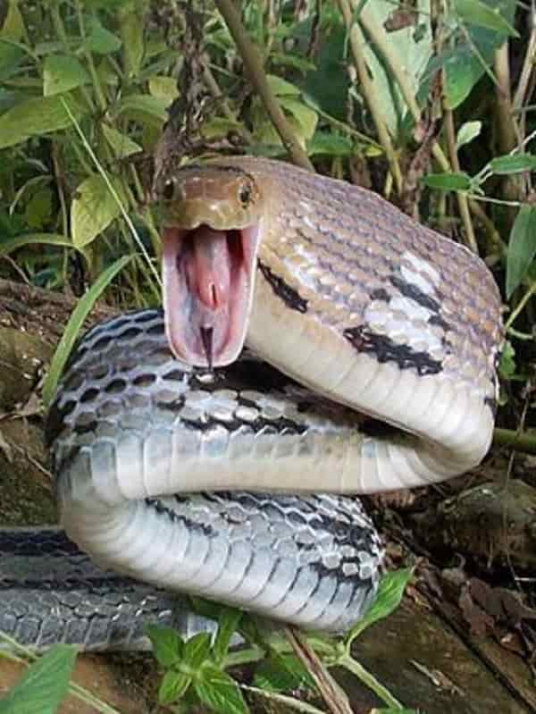 Chúng có khả năng săn chuột tốt, giúp kiểm soát sự sinh sản của loài chuột cũng như kìm chế vấn nạn chuột gây hại.