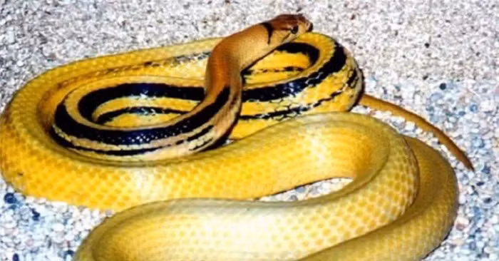 Dù có tính cách hung dữ, rắn hổ ngựa không có nọc độc. Khi bị rắn cắn, nạn nhân có thể tự xử lý tại nhà, cần sát trùng kỹ để tránh nhiễm trùng.