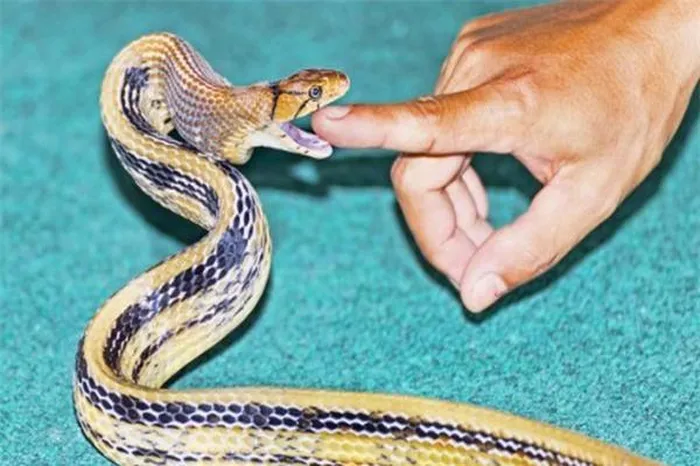 Rắn hổ ngựa có chiều dài lên đến 2m, với đặc điểm nhận dạng là mắt có ba đường đen nhỏ và các đường màu đen trên thân.