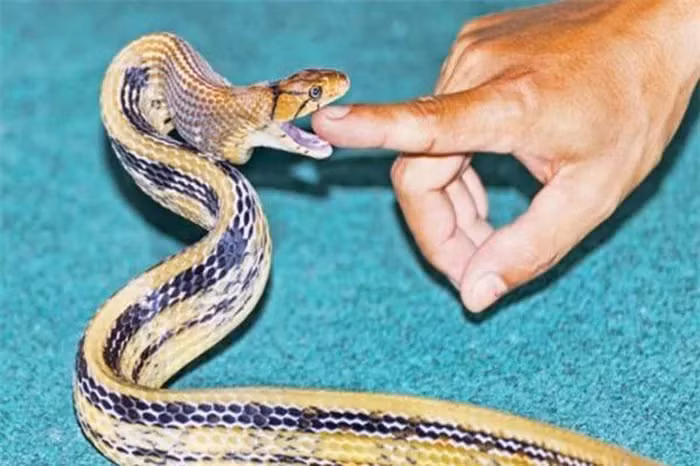 Rắn hổ ngựa có chiều dài lên đến 2m, với đặc điểm nhận dạng là mắt có ba đường đen nhỏ và các đường màu đen trên thân.