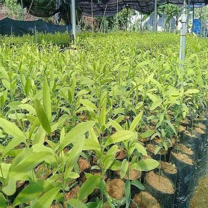 Với khả năng ký sinh và hút dinh dưỡng từ đất, cây đàn hương trở thành loại cây bán ký sinh.