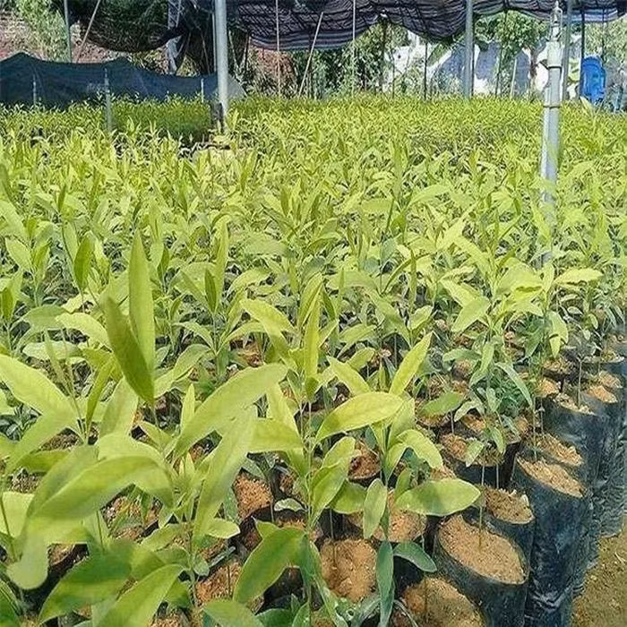 Với khả năng ký sinh và hút dinh dưỡng từ đất, cây đàn hương trở thành loại cây bán ký sinh.