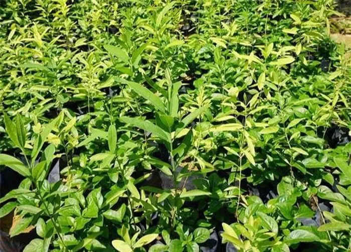 Mọi phần của cây đều được tận dụng, từ lõi gỗ cho đến rễ, lá, quả và hạt, để sản xuất ra các sản phẩm như đồ thủ công mỹ nghệ, mỹ phẩm, trà thảo mộc và thậm chí là thực phẩm.