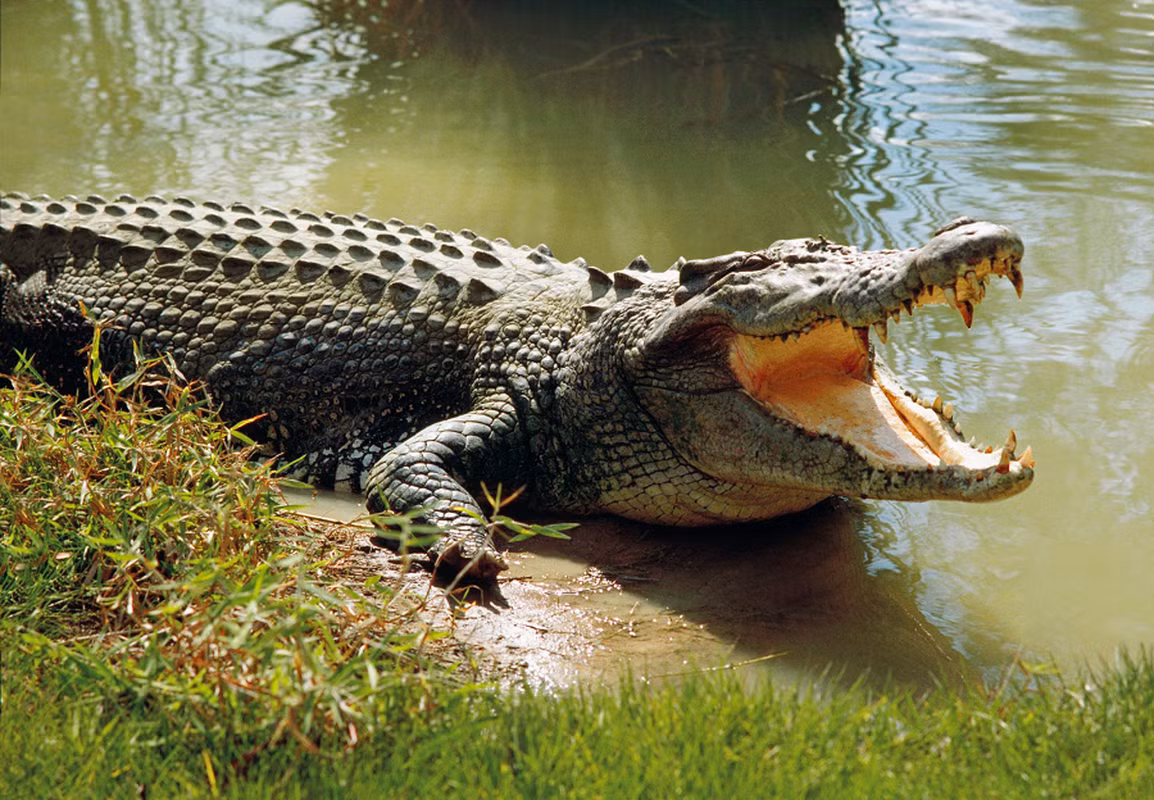 2. Cá sấu: Được ví như "vua" của các dòng sông, cá sấu có miệng rộng và hàm răng sắc nhọn, có khả năng tấn công bất kỳ con vật nào gần nước.
