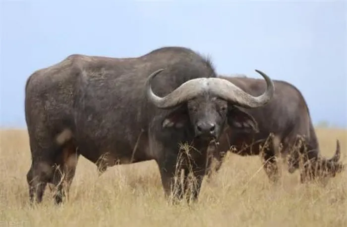 5. Trâu rừng: Trâu rừng với kích thước lớn và sức mạnh đáng kinh ngạc, có thể sử dụng sừng và chân để đối đầu với hổ.