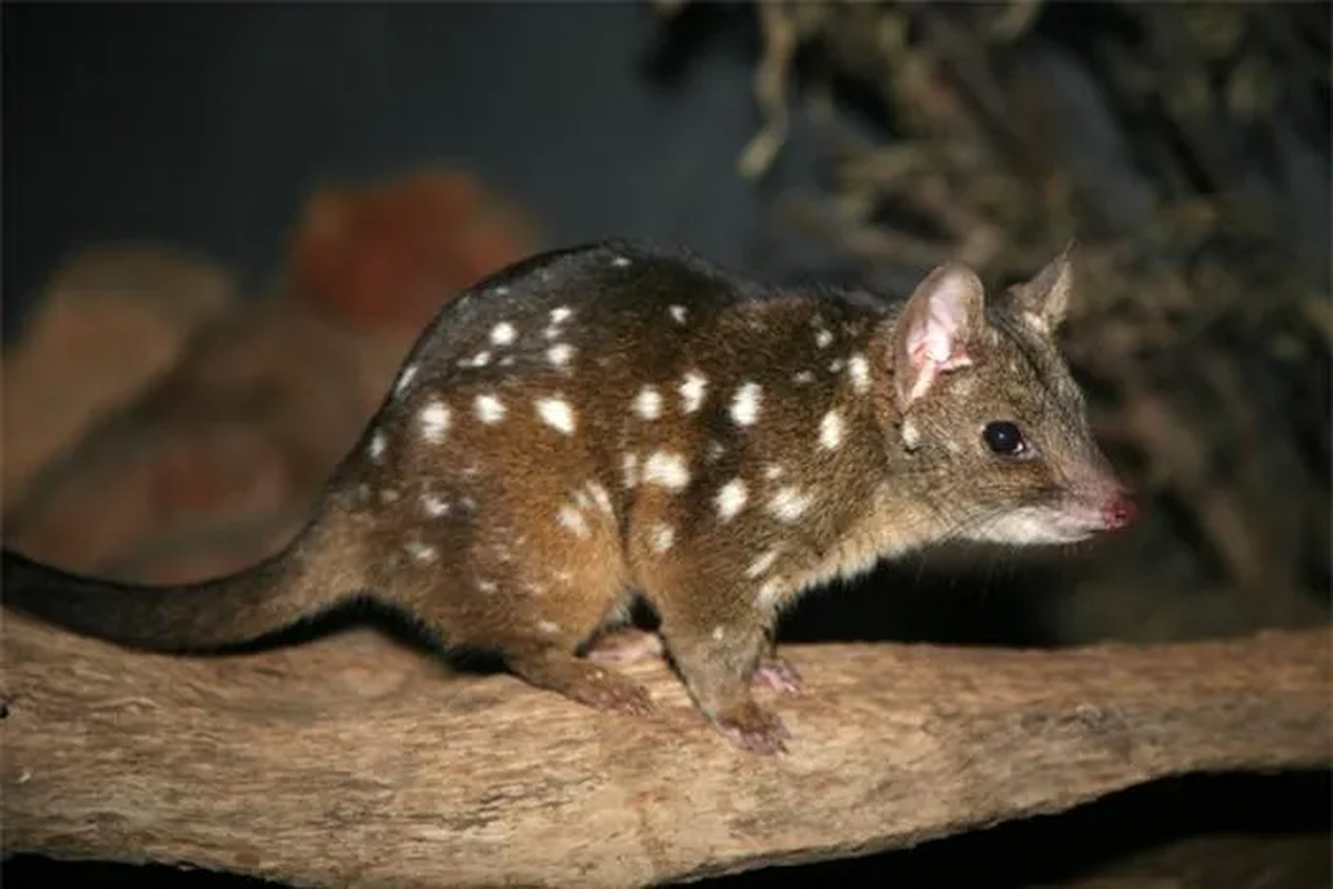 Các chuyên gia cho biết, hầu hết mèo túi đuôi đốm sẽ chết sau mùa giao phối do ưu tiên quan hệ hơn là nghỉ ngơi, khiến chúng rơi vào tình trạng stress và mệt mỏi.