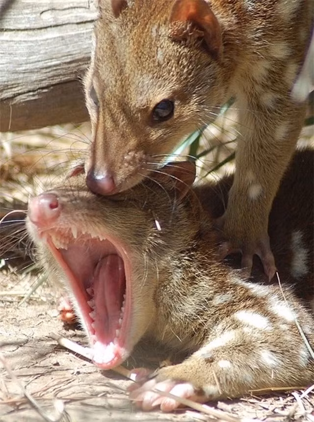 Trong thời gian này, loài vật này tạo ra âm thanh gào rú kinh hoàng, đồng thời liên tục cắn và cào con cái.