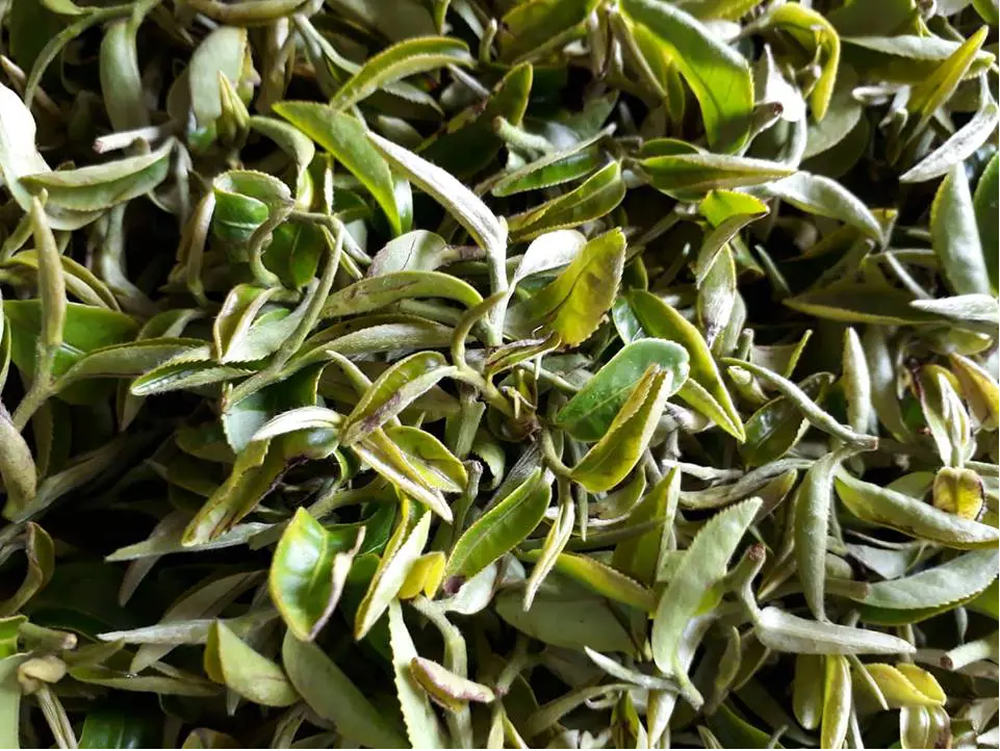 Trà Đông Phương Mỹ Nhân được biết đến là sự kết hợp giữa Ô long và Hồng trà, có mức độ oxy hóa khoảng 60-70%.