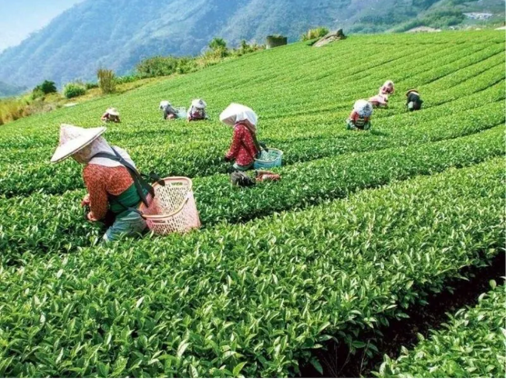 Nguyên liệu cho trà này phải được trồng trong môi trường tự nhiên, không sử dụng hóa chất, với lá chè được hái bằng tay vào các thời điểm nhất định. Sau đó, quá trình chế biến cực kỳ phức tạp và công phu, đòi hỏi sự tỉ mỉ và kỹ thuật cao. Vì vậy, sản lượng của trà Đông Phương Mỹ Nhân khá hiếm, làm cho giá thành của nó tăng lên đáng kể.