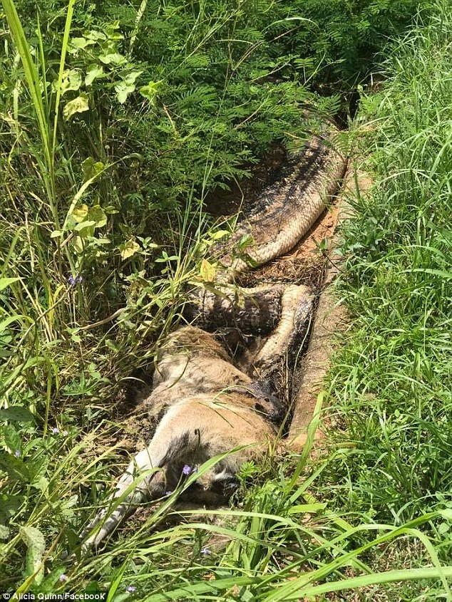 Trong trường hợp khác, một người đàn ông ở Cairns, phía bắc Queensland, Úc cũng đã phát hiện một con trăn dài hơn 6 mét trong vườn. Con trăn này bị chết nghẹn sau khi nuốt chửng một con chuột túi wallaby lớn.