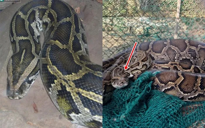 Các biện pháp bảo tồn và giáo dục cộng đồng về tầm quan trọng của việc bảo vệ loài động vật này trở thành ưu tiên hàng đầu, qua đó bảo vệ sự đa dạng sinh học và hệ sinh thái.