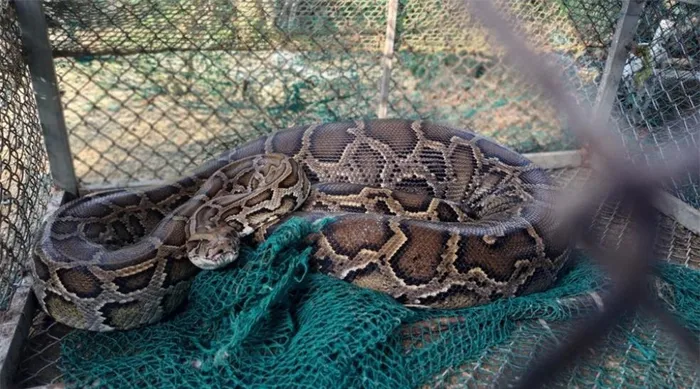 Chúng có đặc điểm sinh thái độc đáo, như khả năng cuộn mình vào các cành cây trên mặt nước và ưa ngâm mình vào những ngày nóng, làm tăng sự quan tâm và cần thiết về bảo tồn.