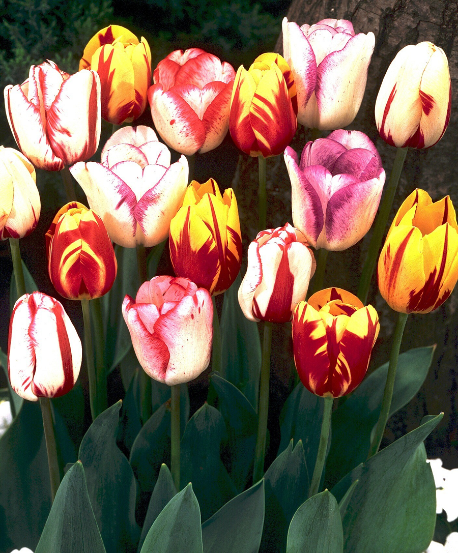 6. Hoa Tulip thế kỷ 17: Loại hoa tulip đặc biệt với màu vàng và đỏ uốn lượn mềm mại, giá khoảng 5,700 USD/bó.