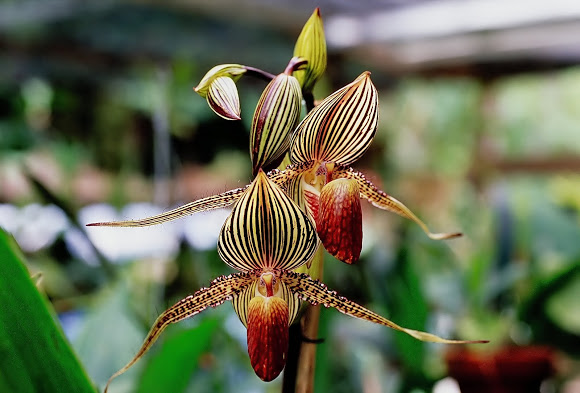 4. Hoa Gold of Kinabalu Orchid: Nở hoa lộng lẫy và hiếm có, giá của nó có thể lên đến 6,000 USD mỗi cây.