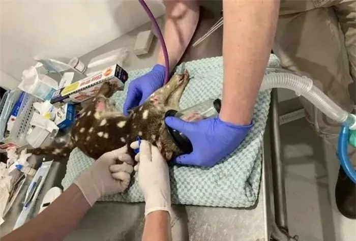 Sự việc xảy ra khi đàn gà của người nông dân mất tích một cách bí ẩn, anh ta đã đặt bẫy để tìm hiểu nguyên nhân. Thay vì một con mèo hoang, anh ta kinh ngạc khi phát hiện ra một loài mèo túi đuôi đốm, " quái vật" mà không có ghi chép chính thức nào trong suốt hơn 100 năm.