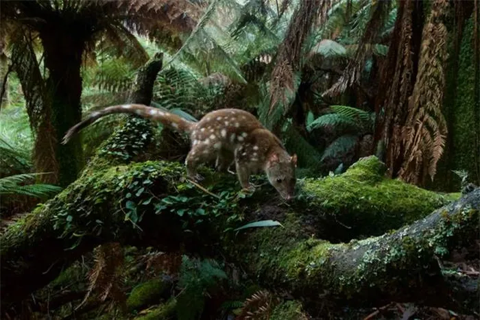 Mèo túi đuôi đốm thuộc dạng động vật có túi ăn thịt, chỉ tồn tại ở Úc và New Guinea.