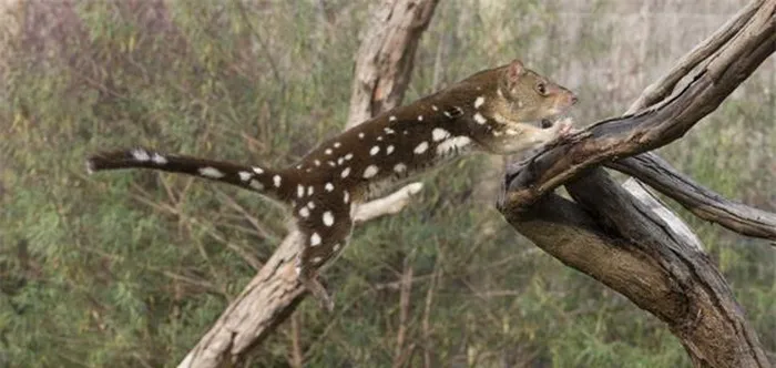 Mặc dù loài này đã từng được cho là đã tuyệt chủng, sự xuất hiện của nó là một cơ hội để nghiên cứu và bảo vệ những loài động vật quý hiếm trên hành tinh.
