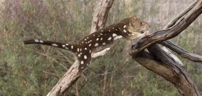 Mặc dù loài này đã từng được cho là đã tuyệt chủng, sự xuất hiện của nó là một cơ hội để nghiên cứu và bảo vệ những loài động vật quý hiếm trên hành tinh.
